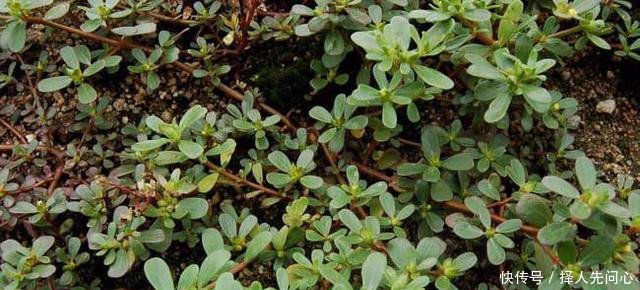 农村常见的野菜，农民人工种植它，每亩可收益14000元