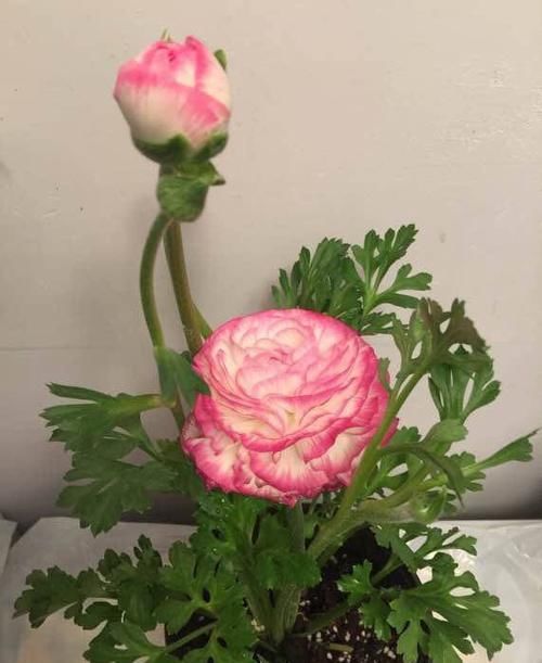  #绚丽多姿#这些花朵适合春天养，堪称花界“劳模”，花期长花色艳，绚丽多姿