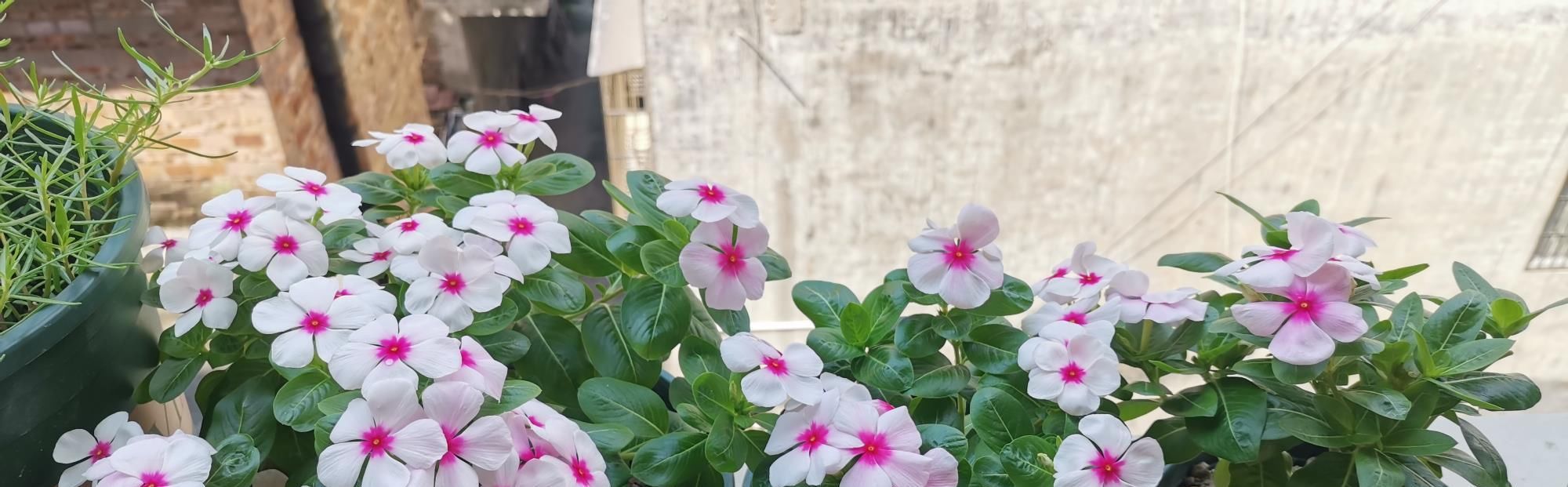  『植物』开花最勤快的植物，天天开花，养护容易，是盆栽佳品，还可做盆景