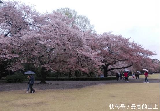 日本山野春到人间可遇不可求的樱花