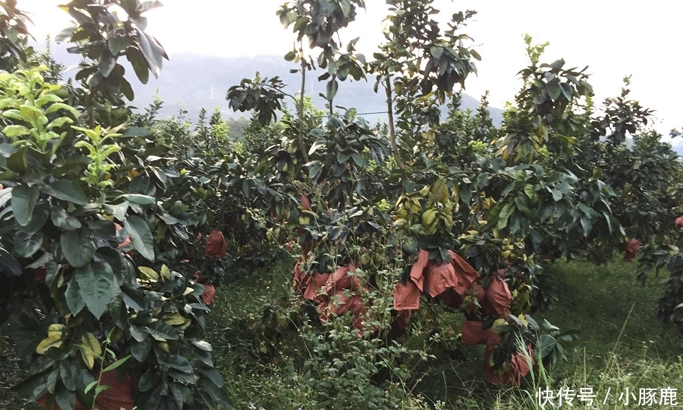  老表：9毛一斤自己摘，能卖出去就很高兴，农民：不敢奢求太多