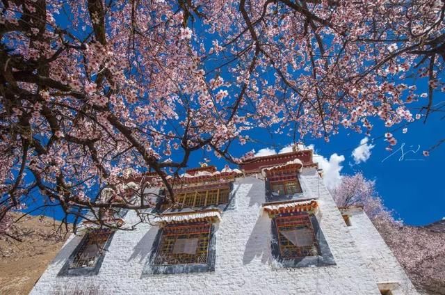 再过一个月，国内这处桃花盛景就要藏不住啦！囊括高原最美雪山！