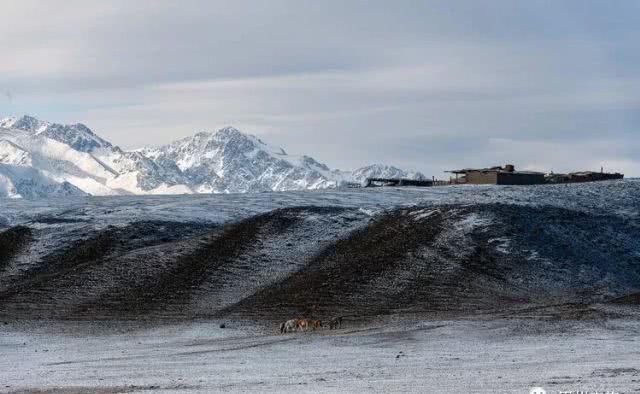 大美新疆，上眼胡杨