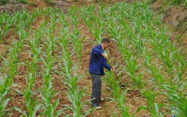  【解脱】化肥和农资价格在今年有所上涨，农民感觉好像解脱了，为什么呢？