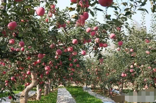  「没想到」农民为何把收获的苹果埋在土里面？没想到有这种功效