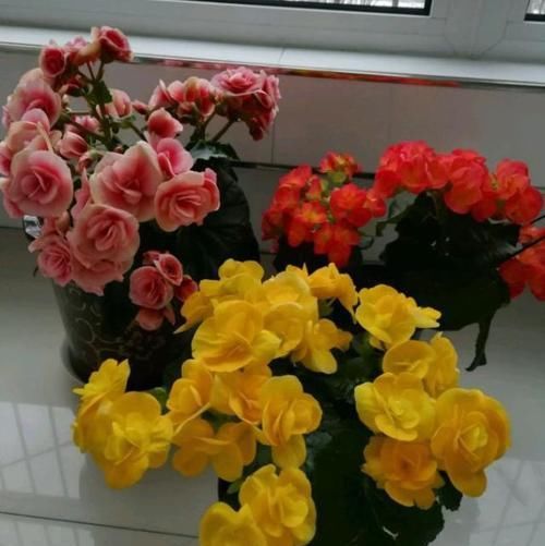  [浇水太多]养花需注意，这4种花不能瞎浇水，不然很容易烂根！