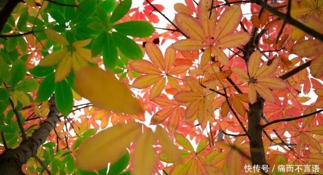 开学了，去青岛最美大学去逛一逛吧，个个堪比5A级景区