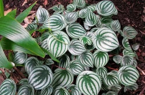  【养在浴室里面】浴室里面必备的几种绿色植物，这几种观叶植物叶子翠绿，特好养