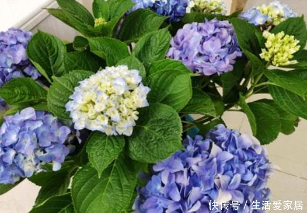 『养花』家里养花别错过这“3种”,美丽大气,好养的不得了,尤其第三个