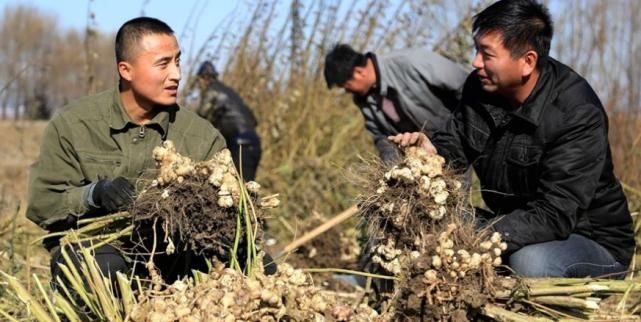 农村产量最惊人的蔬菜，随便找个地方就能种，几颗够一家人吃一年