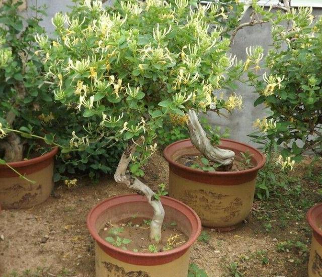  枝条：金银花盆景要怎样修剪，才能更显苍劲古朴、自然优美！