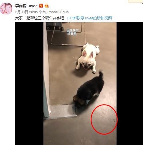 李雨桐晒2000万豪宅被打脸是样板房，卖仿冒家里脏乱差地板还裂缝