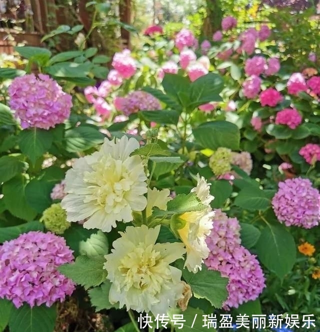 「平方」有了30平方的小院,能将日子过成了诗?简单而精致,优雅而从容!