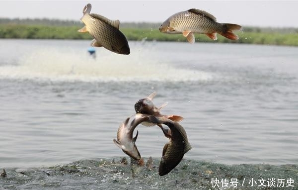 曾经的“长江一霸”，如今却无奈出国，到别国“求生存”