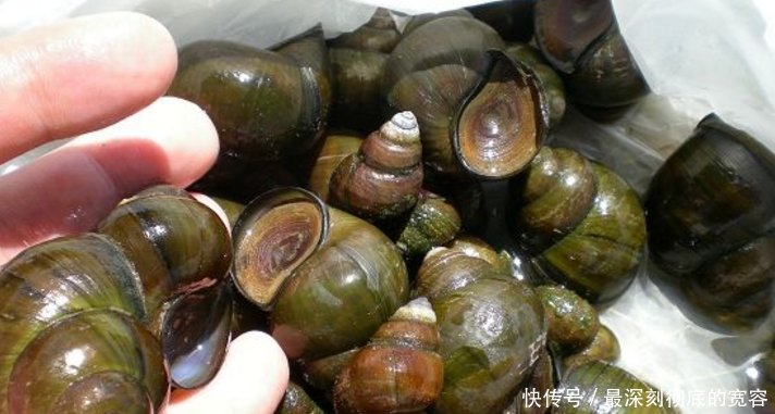 农村稻田里的6大野味排行榜，90后00后见过，但全吃过的不多