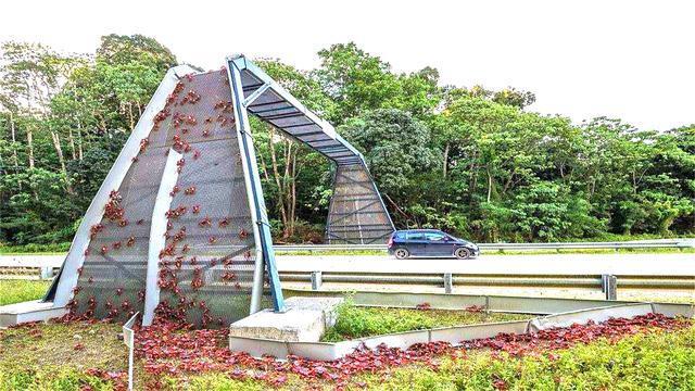 世界“最特别”的大桥,不为人修建,而是为了这4500万只螃蟹