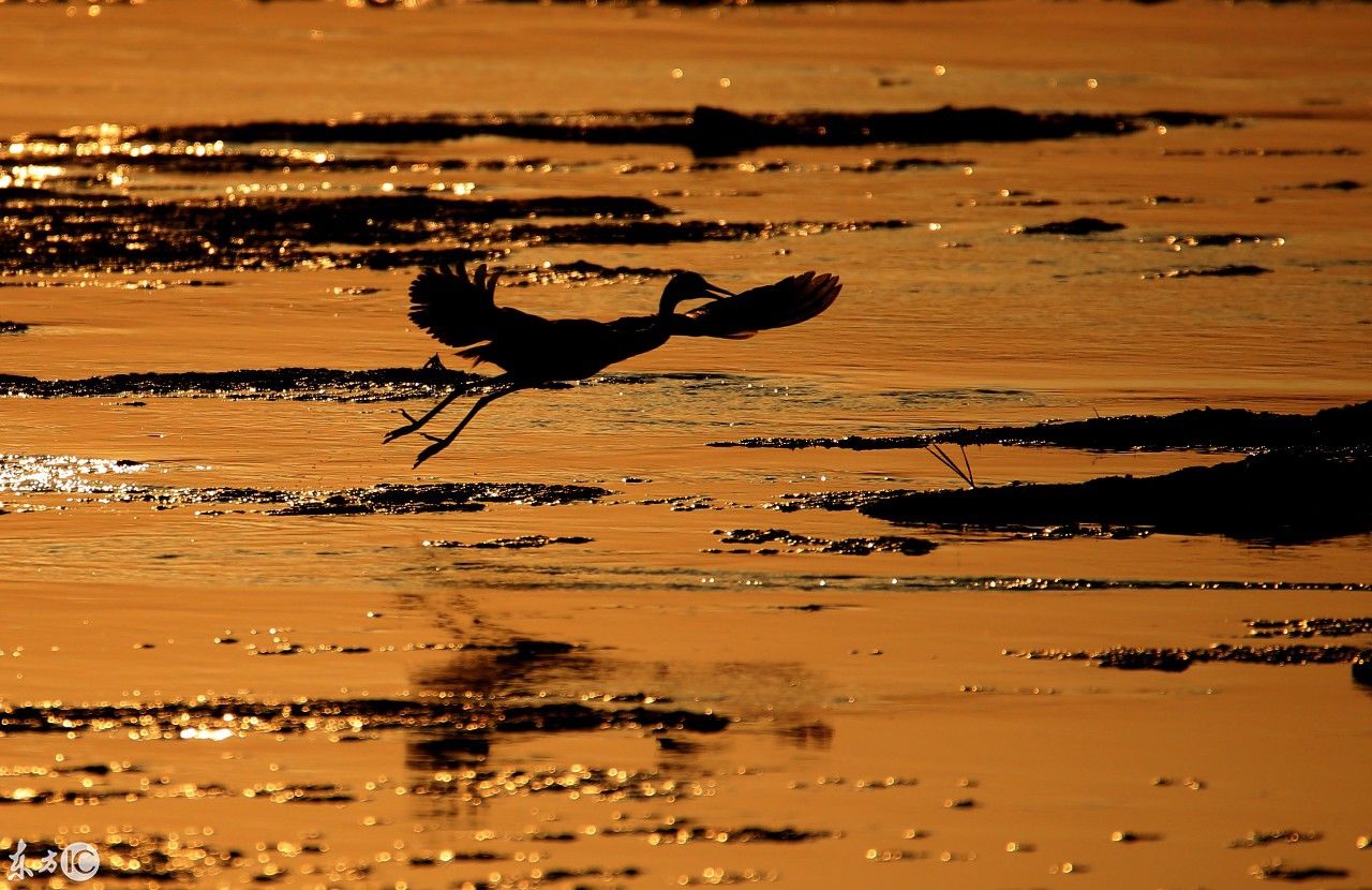 安徽:秋日夕阳映白鹭