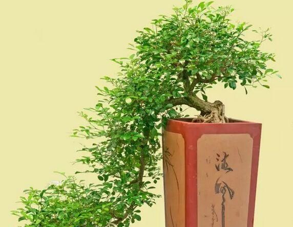  『工作』花白清香淡雅，家养九里香盆景，天天都有花香！