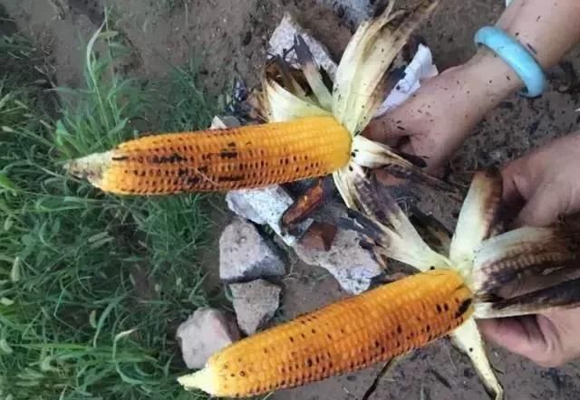  「玉米」刚在老家地里看到的画面，是谁的爹娘？很多人看完湿了