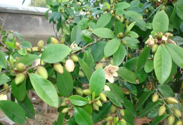  『香味』家中养棵“香水花”，花开似笑非笑，犹抱琵琶半遮面，惹人怜爱