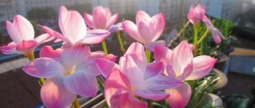  『长寿花』阳台最适养这5种花,好养又省心,阳台变花海,天天有花赏!