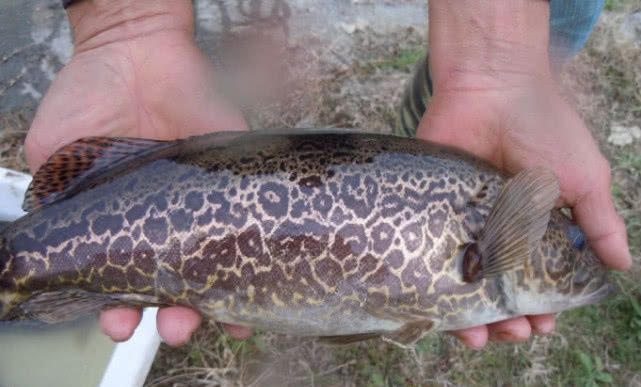 农村正在消失的7种“野味”，如今越来越少了，图6一捡就是一窝