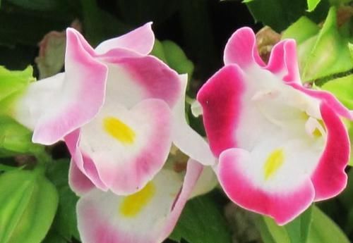  夺目：客厅养花，不如养“高档玫瑰”卡罗拉，鲜红的花色，炫彩夺目