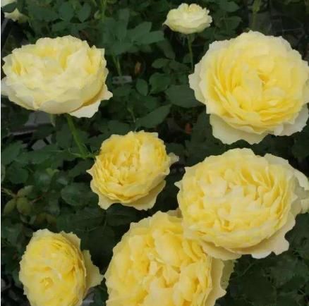  #黄鸡#爱上养花，不如养盆可爱的小黄鸡，花姿优美金光灿灿，好养爱爆盆