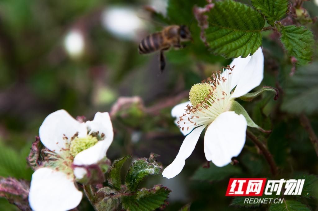  春天■组图丨立夏将至，还记得这一朵朵绚烂了整个春天的花吗