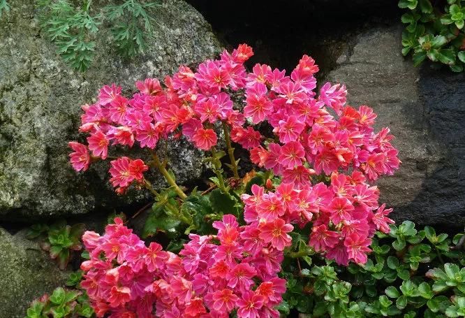  『露薇花』颜值超高的多肉，阳台四季有花看，比长寿绿萝美多了！