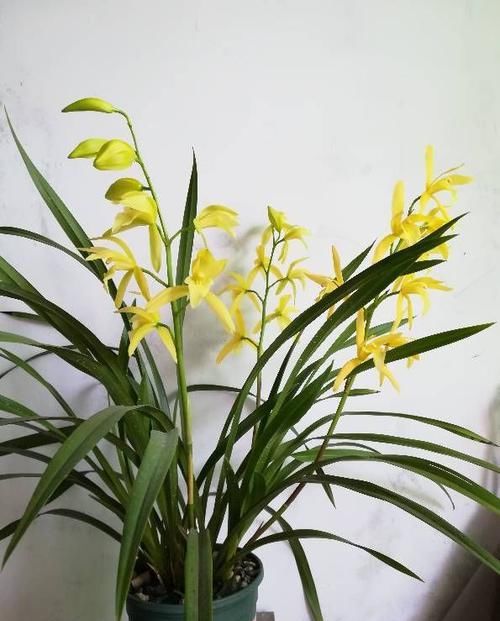  「墙角」4款香香花，种在家里墙角，半年长成花海，惊艳四季，琳琅满目