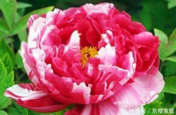  『二乔牡丹』养花就养4种花，好养易活花量大，开花漂亮花期长，谁养谁喜欢