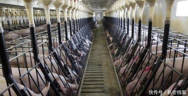 美国为什么能成为养猪第一大国，看看美国养猪场的猪粪你就懂了