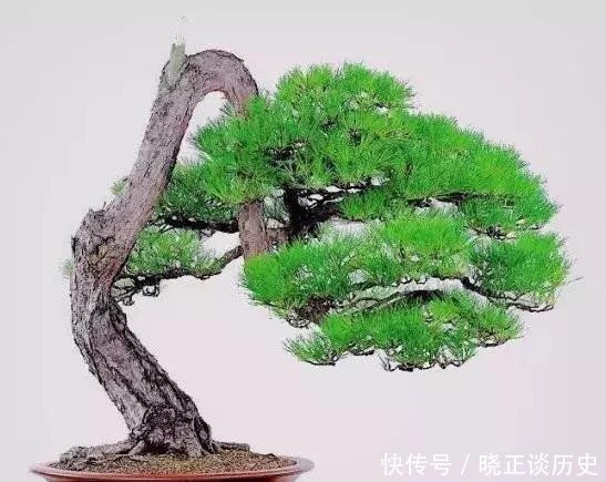  #值钱#这3种盆景可以养成传家宝，再穷也要养，越老越值钱！