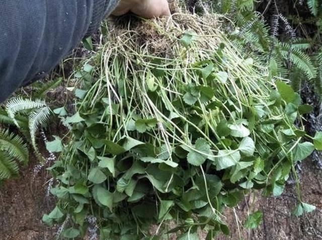  湿润@湿润的河岸上，若是见到1种“积雪草”，请保护，比车前草珍贵