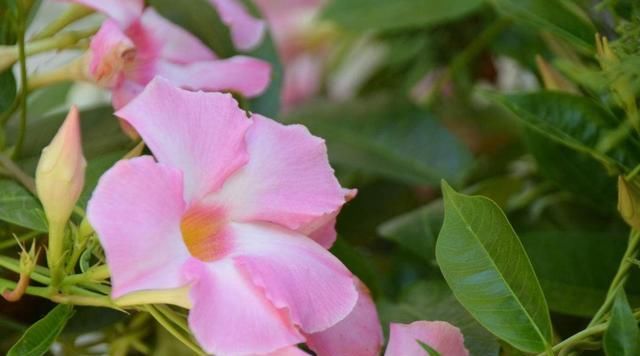 【适合】3种花适合养在室内,开花量大颜色鲜艳,家里养一盆,满屋都飘香