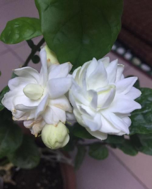  [不难]茉莉花徒长不开花？老花匠新招数，修修剪，转转花盆，开花真不难