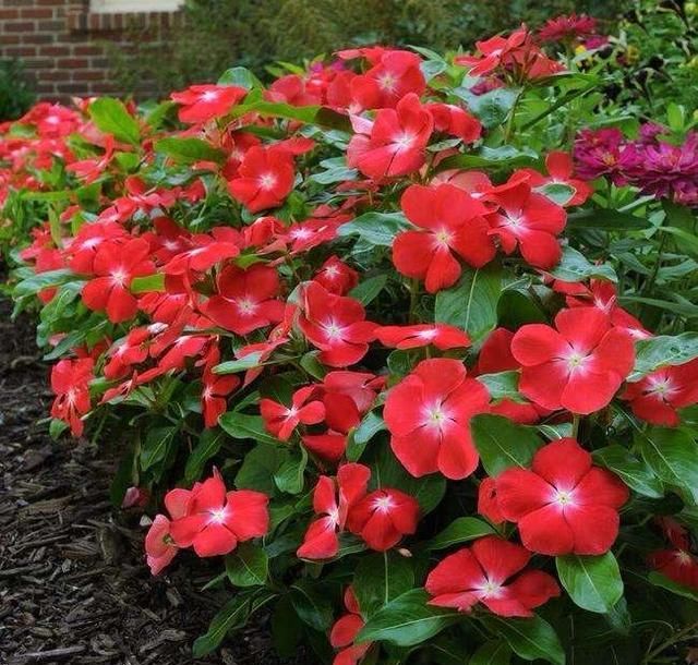  『漂亮』皮实又便宜的“3种花”，就养它，动不动开爆盆，耐晒漂亮