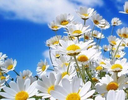 菊花还有苹果仙子这个品种？作用不少，开花好看养护简单！