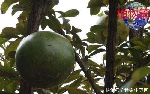 『果实』神奇的炸弹树,果实成熟的时候会爆炸,能炸死小鸟