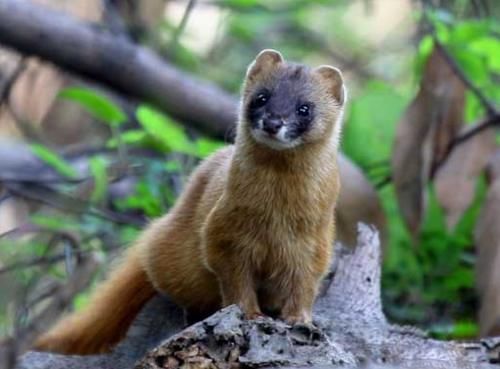  「野鸡」黄鼠狼全身是宝，经济价值也高，为何在农村却没有人养