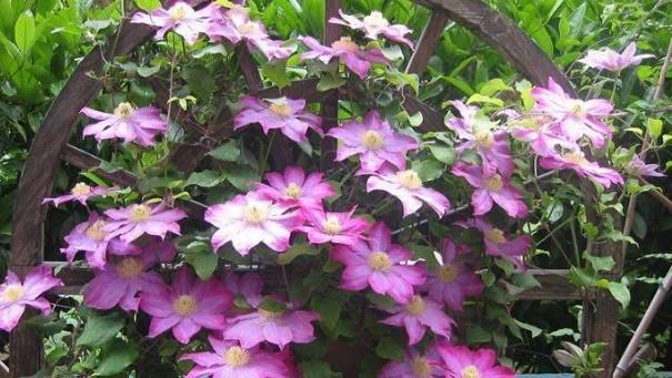  轻松：家养这5款花，花大色艳媲美玫瑰，全年循环开花，轻松打造小花园