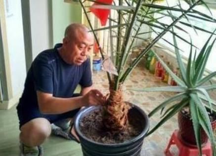  『引得』盆栽“枣树”十多年,今年终于结果子了,引得邻居全来凑热闹