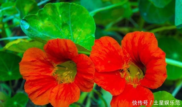 旱金莲@这花一开花就停不下来,爆盆力满满,四季开花真漂亮