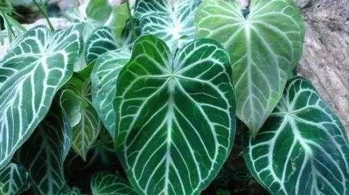  「生长期要给」在家养这几种观叶植物，不仅养护简单，而且还超有格调！