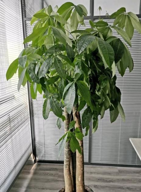  『盆栽』家庭盆栽发财树，小花匠教你小诀窍，枝叶繁茂，养十年都没问题