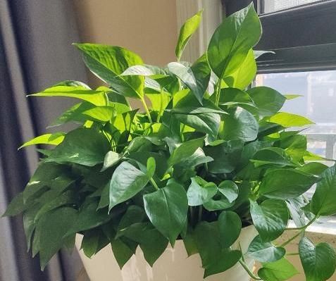  『适合』阳台光照足适合花草生长？别记错了，此6种早搬屋里还有救