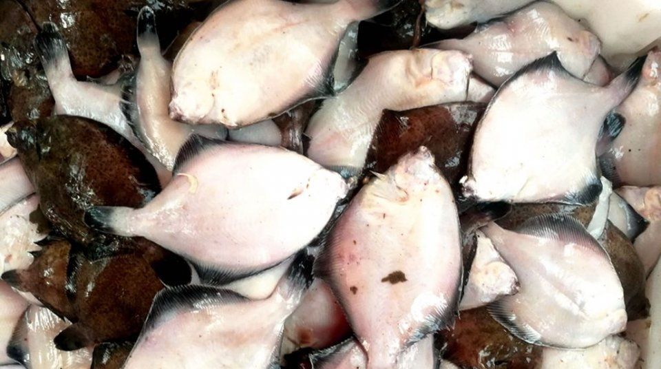 中秋节后菜市场海鲜价格腰斩，梭子蟹最高45，鲜活海鲜鱼价仍高