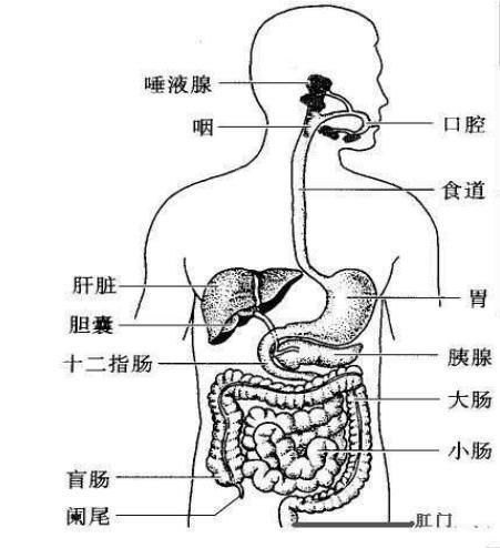  『结构』认识胃肠道结构，知道这三点就够了