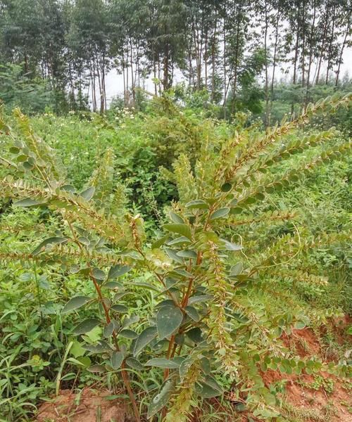  寓意■山里一种野草寓意好，自带“招财”好彩头，价值高见到别破坏